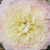 Geel - Nostalgische roos - Chapeau de Mireille